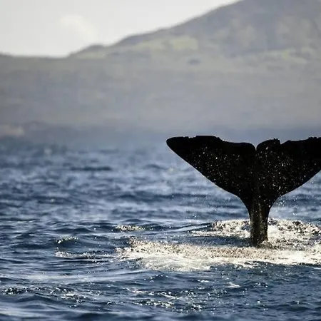 Onda - Rural In The Countryside Of Sao Miguel *