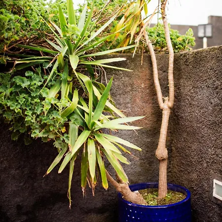 Apartment Onda - Rural In The Countryside Of Sao Miguel Pilar